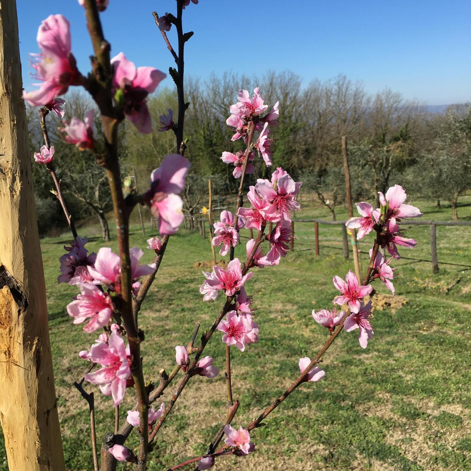 Agriturismo Podere Dell' Olmo Amelia Zewnętrze zdjęcie